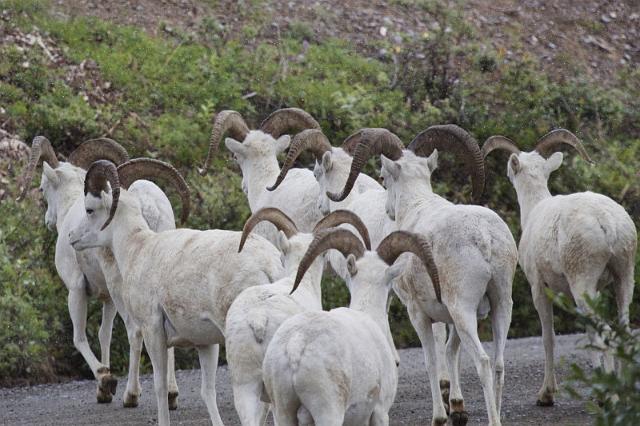 135 Denali NP, Dall's Schapen.jpg